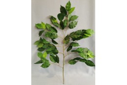 Ficus větev zelená 62 cm