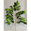 Ficus větev, 62 cm