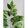 Ficus větev, 62 cm