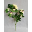 Begonie, 41 cm