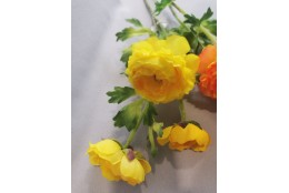 Ranunculus žlutý 78 cm