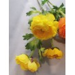 Ranunculus  - žlutá