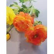Ranunculus  - oranžová