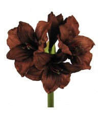 Amarylis hnědý 69 cm