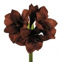 Amarylis hnědý 69 cm