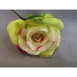 Růže krémovo-zelená s fuchsiovými okraji vazbová 7*8 cm