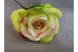 Růže krémovo-zelená s fuchsiovými okraji vazbová 7*8 cm
