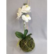 Orchidej