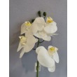 Orchidej
