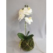 Orchidej