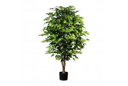 Ficus Benjamini, 150 cm