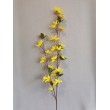 Forsythia, Zlatý déšť