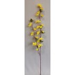 Forsythia, Zlatý déšť