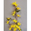 Forsythia, Zlatý déšť