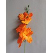 Gladiola