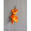 Gladiola