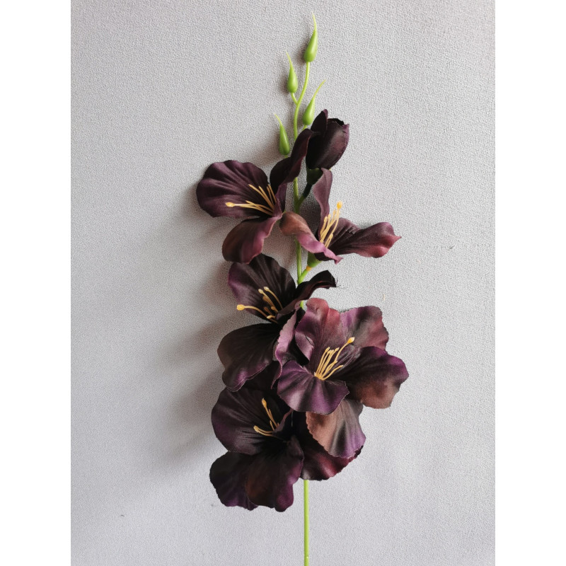 Gladiola