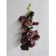 Gladiola