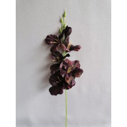 Gladiola tm. vínová 50 cm