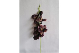 Gladiola tm. vínová 50 cm