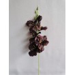 Gladiola