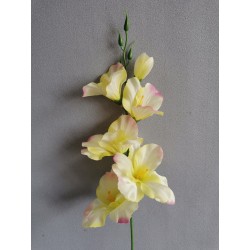 Gladiola krémovo-růžová 50 cm