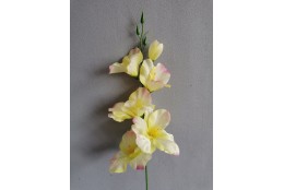 Gladiola krémovo-růžová 50 cm