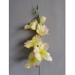 Gladiola