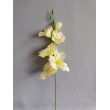 Gladiola