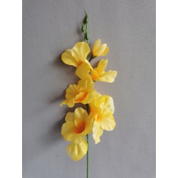 Gladiola citrónová 50 cm