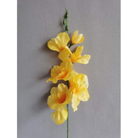 Gladiola