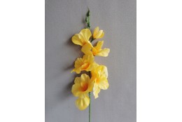 Gladiola citrónová 50 cm