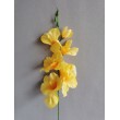 Gladiola