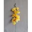 Gladiola