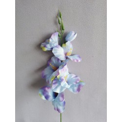 Gladiola modro-fialová 50 cm