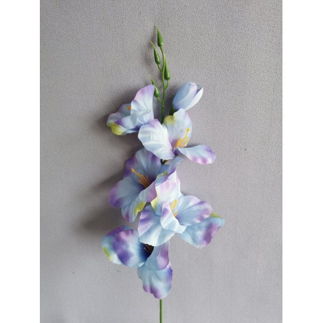 Gladiola