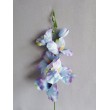 Gladiola