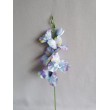 Gladiola