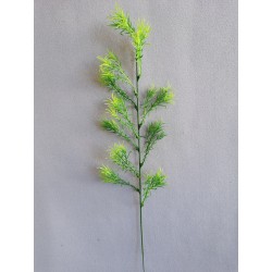 Asparagus větvička