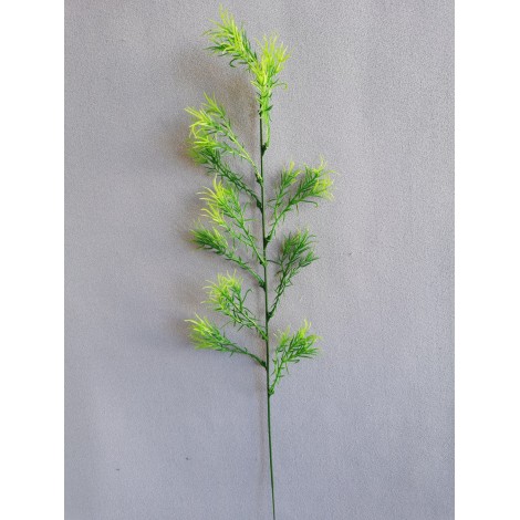 Asparagus větvička