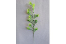 Asparagus větvička