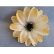 Dahlia