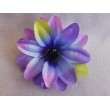 Dahlia