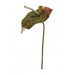 Anthurie zelená 69 cm