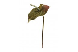 Anthurie zelená 69 cm