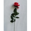 Růže, 12 ks červená