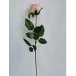Růže růžová, 12 ks