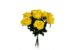 Růže sytě žlutá, 12 ks