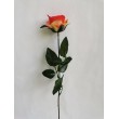 Růže červeno-zelinkavá, 12 ks