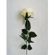 Růže krémová, 12 ks